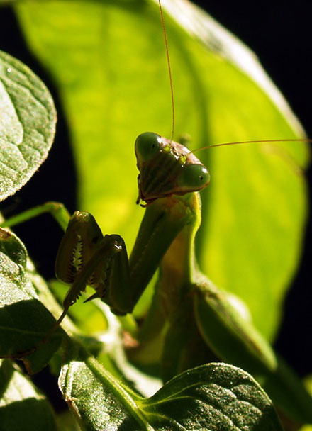 mantis