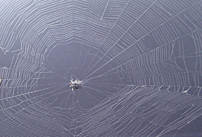 orbweaver spider on web
