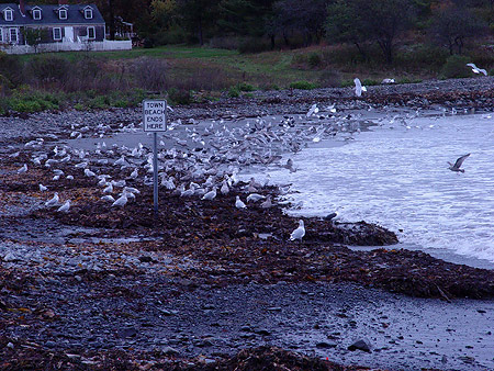 Town Beach Ends Here (sign on beach)