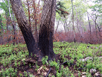 early summer after forest fire