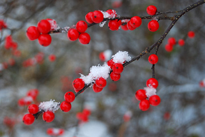 winter berries