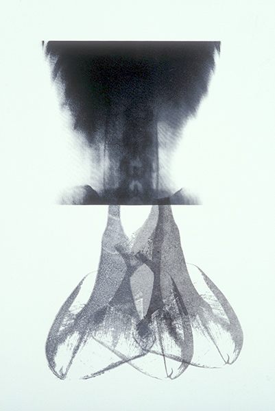 Bloom by Tori Ellison