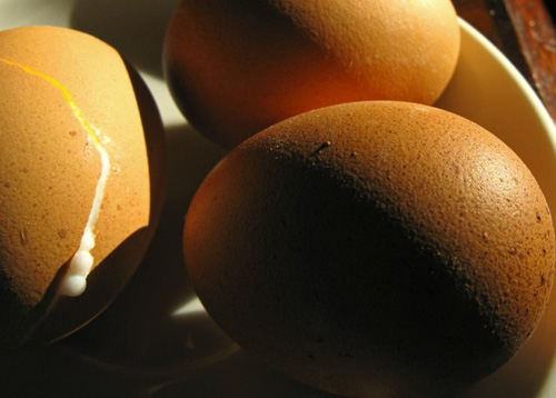 Which Came First? by Steve Wing Which Came First? by Steve Wing