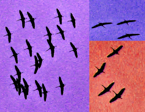 Postcard from the migration, by Steve Wing