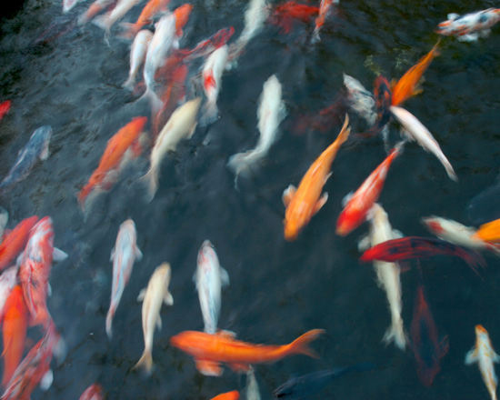 click to see larger Gordon Smith photo of koi