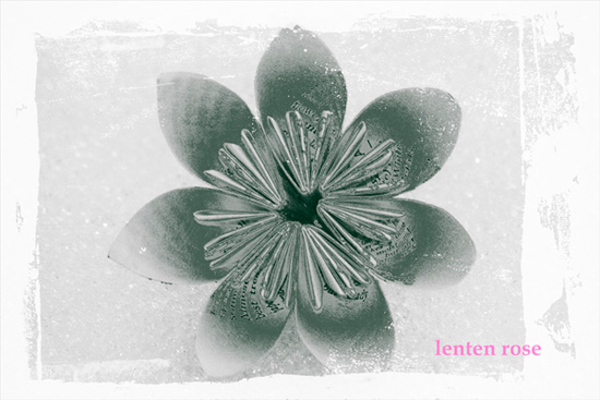 Lenten Rose by Anna Dickie