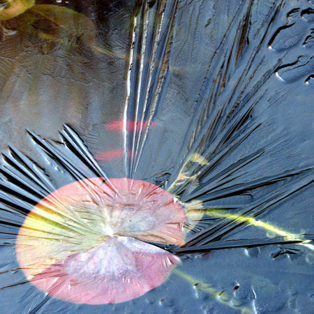 Goldfish and water lily under ice by Lucy Kempton