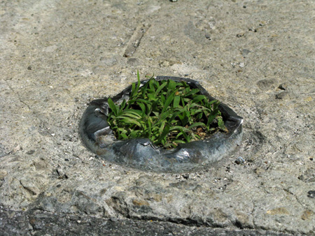 Vegetative detention by Steve Wing