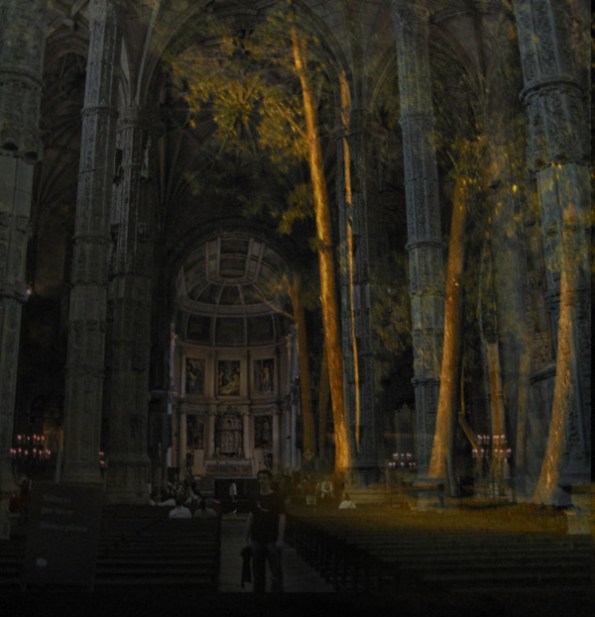 Cathedral forest by Steve Wing