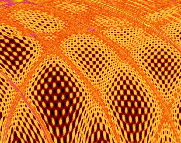 tufted orb by Steve Wing