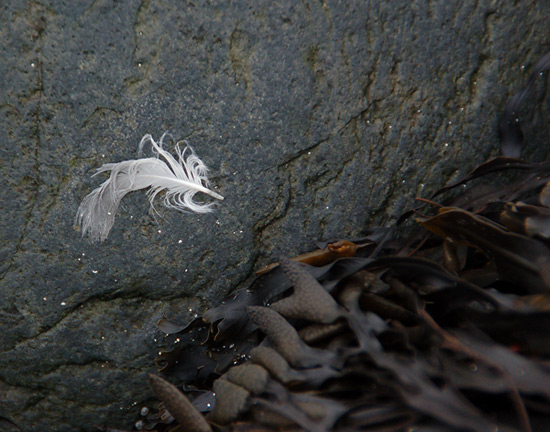 Feather on Sea Stone (Talisker Bay, Isle of Skye) Feather on Sea Stone (Talisker Bay, Isle of Skye)
