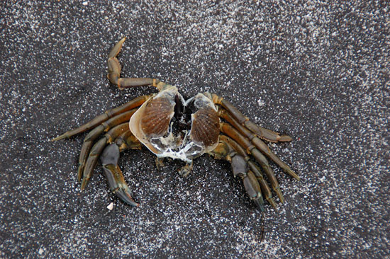Hollowed Crab on Sea Stone (Talisker Bay, Isle of Skye) Hollowed Crab on Sea Stone (Talisker Bay, Isle of Skye)