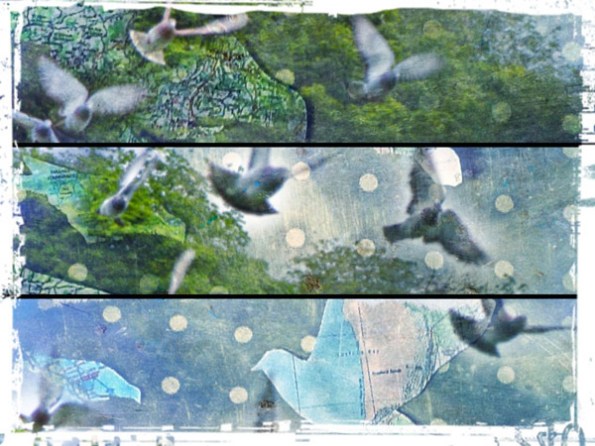 Homing by Anna Dickie