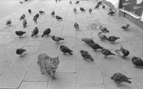 Cat and Pigeons by Monika Anderson