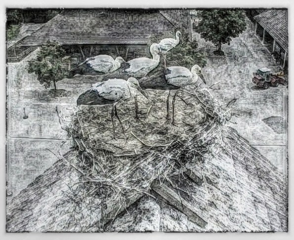 photo of five storks in a rooftop nest
