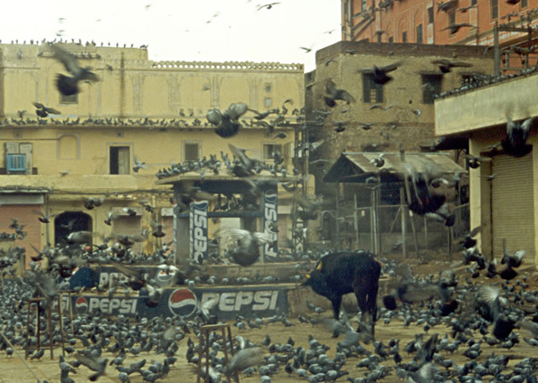photo of pigeons flying around bull in a city