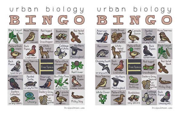 Urban Biology Bingo